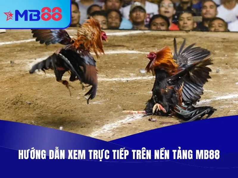 MB88 - Địa Chỉ Trực Tiếp Đá Gà Thomo Chuyên Nghiệp, Full HD 3 Trực Tiếp Đá Gà Thomo MB88 - Hướng dẫn xem trực tiếp
