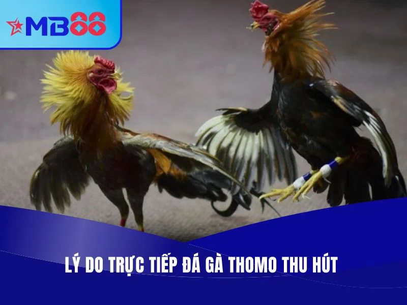 MB88 - Địa Chỉ Trực Tiếp Đá Gà Thomo Chuyên Nghiệp, Full HD 2 Lý do trực tiếp đá gà Thomo thu hút đông đảo người hâm mộ