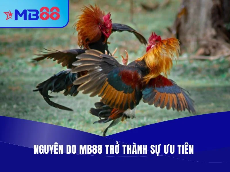 MB88 - Địa Chỉ Trực Tiếp Đá Gà Thomo Chuyên Nghiệp, Full HD 4 Trực Tiếp Đá Gà Thomo MB88 - Nguyên do MB88 trở thành sự ưu tiên của nhiều người