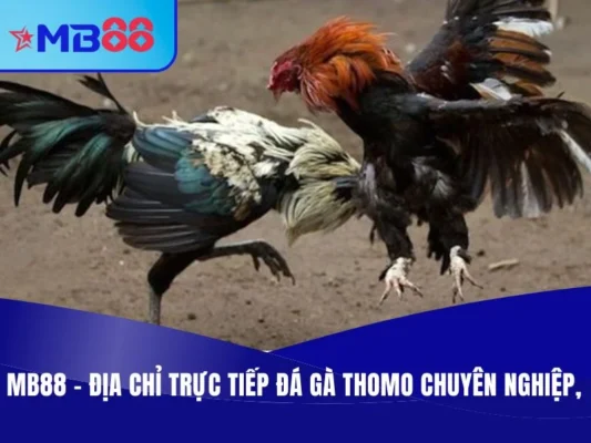 Trực tiếp đá gà Thomo MB88