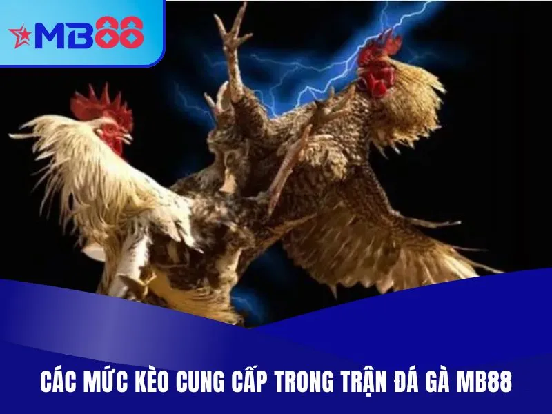 Đá Gà MB88 - Chọn Kèo Thưởng Cao, Theo Dõi Live Miễn Phí 2 Các mức kèo cung cấp trong trận đá gà MB88
