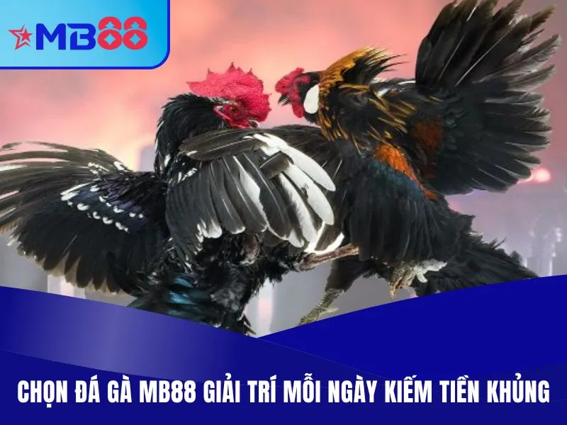 Đá Gà MB88 - Chọn Kèo Thưởng Cao, Theo Dõi Live Miễn Phí 1 Chọn đá gà MB88 giải trí mỗi ngày kiếm tiền khủng