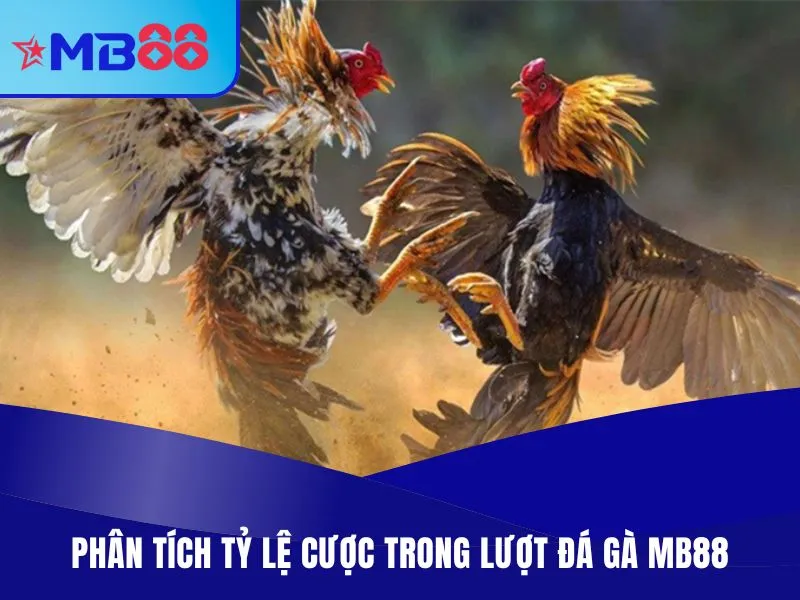 Đá Gà MB88 - Chọn Kèo Thưởng Cao, Theo Dõi Live Miễn Phí 3 Phân tích tỷ lệ cược trong lượt đá gà MB88
