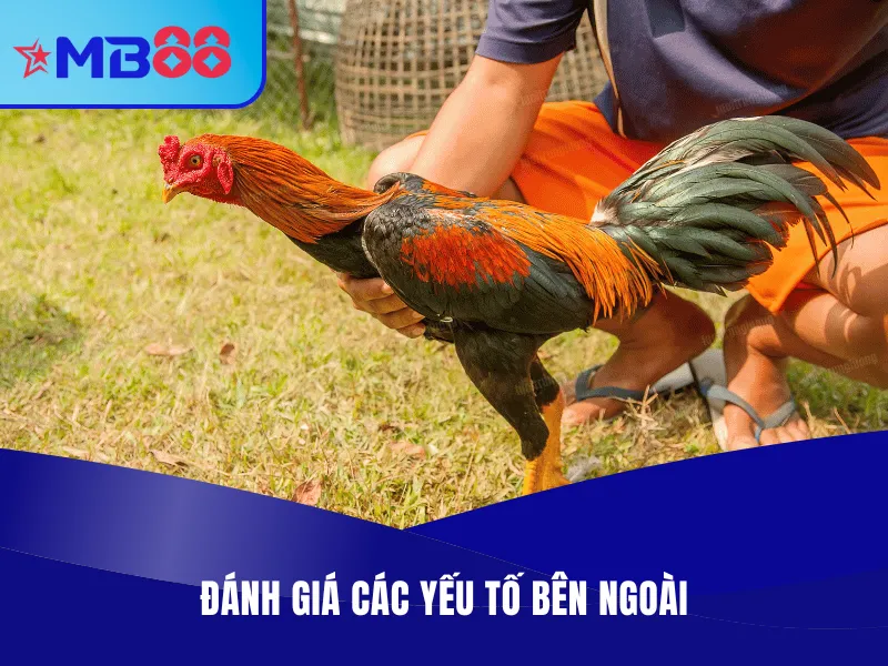 Đá Gà Tre Là Gì? Địa Chỉ Xem, Cược Đá Gà Tre Uy Tín 4 Ảnh hưởng từ yếu tố bên ngoài xen vào