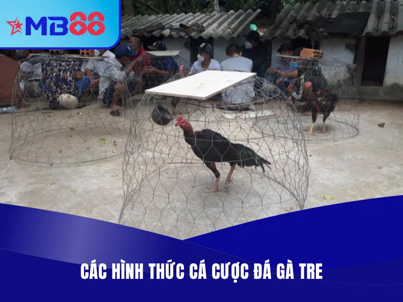 Đá Gà Tre Là Gì? Địa Chỉ Xem, Cược Đá Gà Tre Uy Tín 3 Các hình thức cá cược đá gà tại MB88