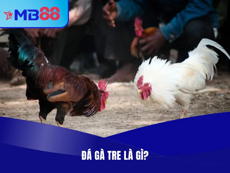 Đá Gà Tre Là Gì? Địa Chỉ Xem, Cược Đá Gà Tre Uy Tín 2 Đá gà tre là gì?
