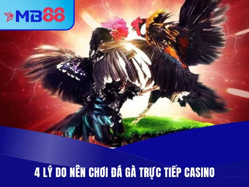 Đá Gà Trực Tiếp Casino - Thiên Đường Chiến Kê Máu Lửa 3 4 lý do nên chơi đá gà trực tiếp casino
