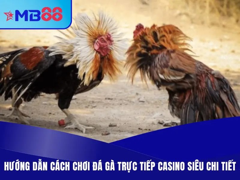 Đá Gà Trực Tiếp Casino - Thiên Đường Chiến Kê Máu Lửa 4 Hướng dẫn cách chơi đá gà trực tiếp casino siêu chi tiết