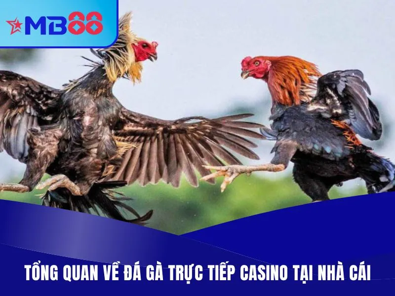 Đá Gà Trực Tiếp Casino - Thiên Đường Chiến Kê Máu Lửa 2 Tổng quan về đá gà trực tiếp casino tại nhà cái